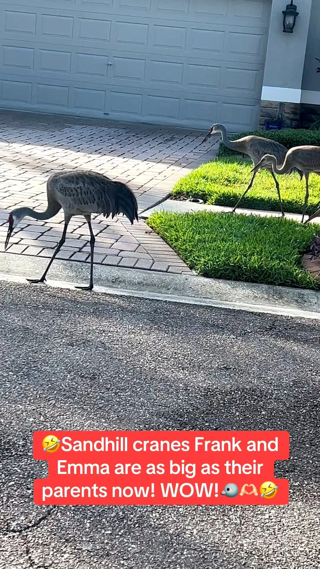 Walking in my Hoka sneakers this morning, I came across Sandhill cranes Frank and Emma. They’re not babies anymore. They’re as big as their parents! Wow. They grow up so fast!🤣🤣🤣👏🏼🐦

#LTKActive #LTKfitnessgoals #LTKmorningroutine