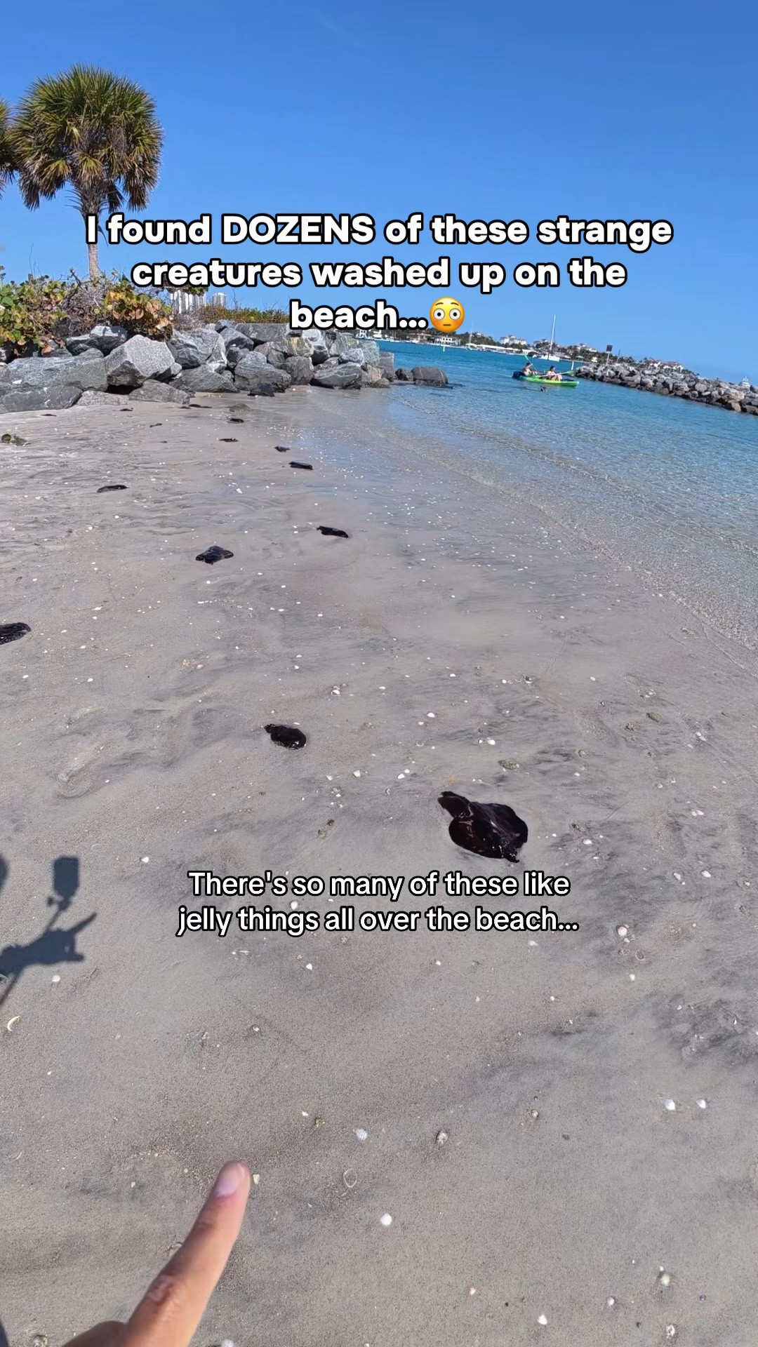 Throwback to when I discovered sea hares for the FIRST TIME… and DOZENS of them at once😅

At first, I didn’t even know what they were. A local told me they were harmless, so I decided to help one back into the ocean🥹

One week later, I came back just to save more, and have been coming back ever since🫶

A reminder that you don’t have to know everything right away. Being a lifelong learner and caring about wildlife is what matters most🩵🌊

#ocean #marinelife #seahare #wildliferescue #florida 

#LTKActive #LTKSwim #LTKTravel