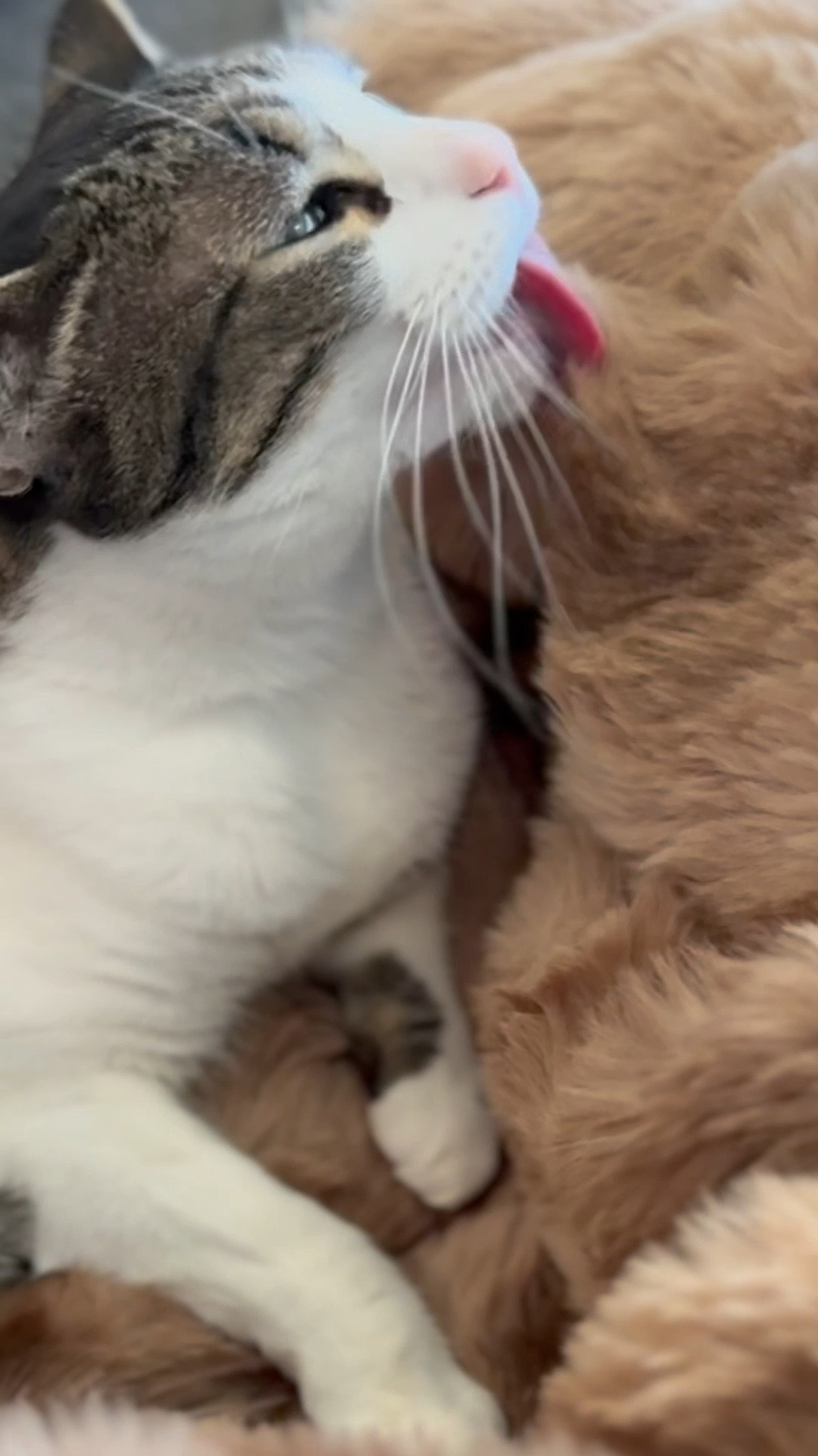 Cat Coraline wants to be an Influencer. She’s selling this heated blanket! 
I didn’t realize when I bought this that the babies would take it over! 😝 
#ltkrealboringhousewife 

#LTKPets #LTKHome #LTKSaleAlert