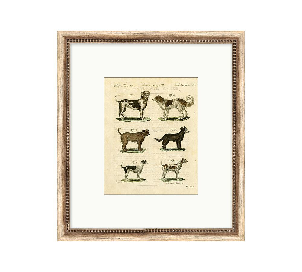 Dog Breeds Chart 2 16x18 | Pottery Barn (US)
