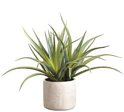 Faux Aloe Plants In Natural-Tone Cement Pot | Pottery Barn (US)