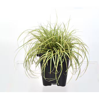 Sedge Grass Plant in 1-Quart Pot | Lowe's
