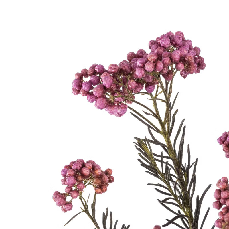 Vickerman All Natural Rice Flower, Preserved | Target