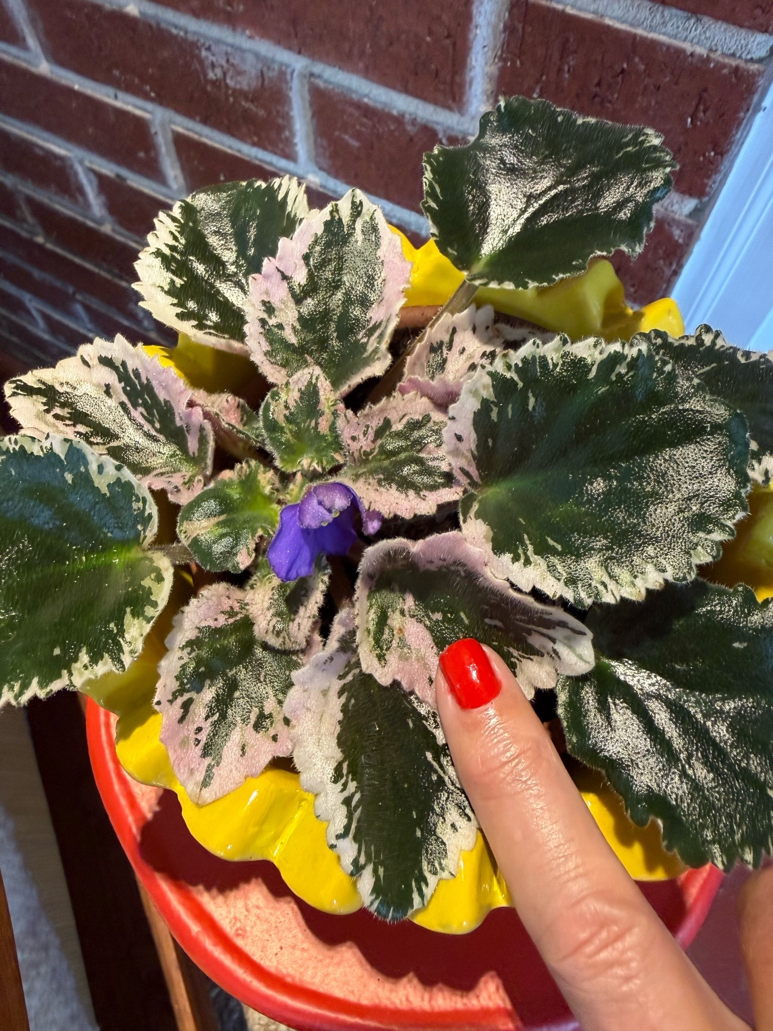 so love this little red table, yellow cache pot, my beautiful african violet looking do happy + this mail shade I get so many compliments on! I use the kit linked below + this is the red shade that comes in the kit, along with a pink shade I also wear a lot.

#LTKdayinmylife #LTKBeauty #LTKHome