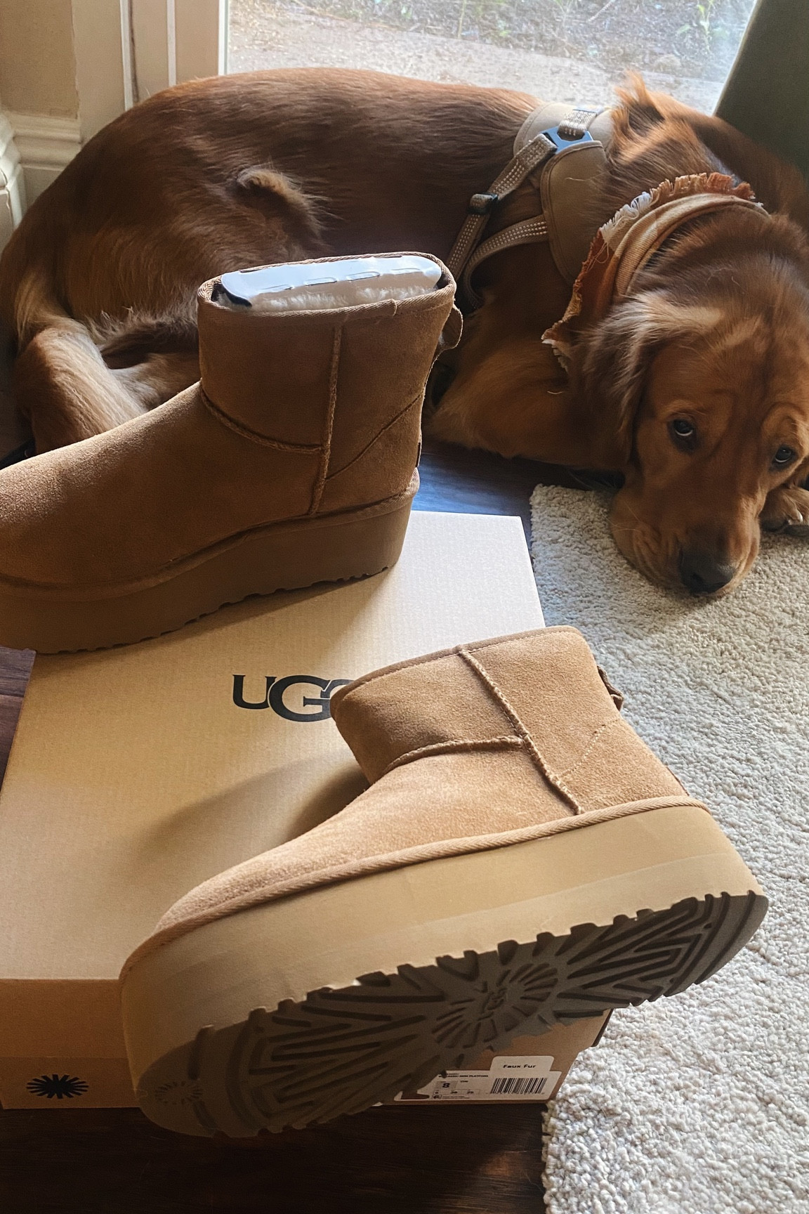 Finally got myself a pair of the Ugg mini platform boots 

#LTKGiftGuide #LTKshoecrush #LTKSeasonal