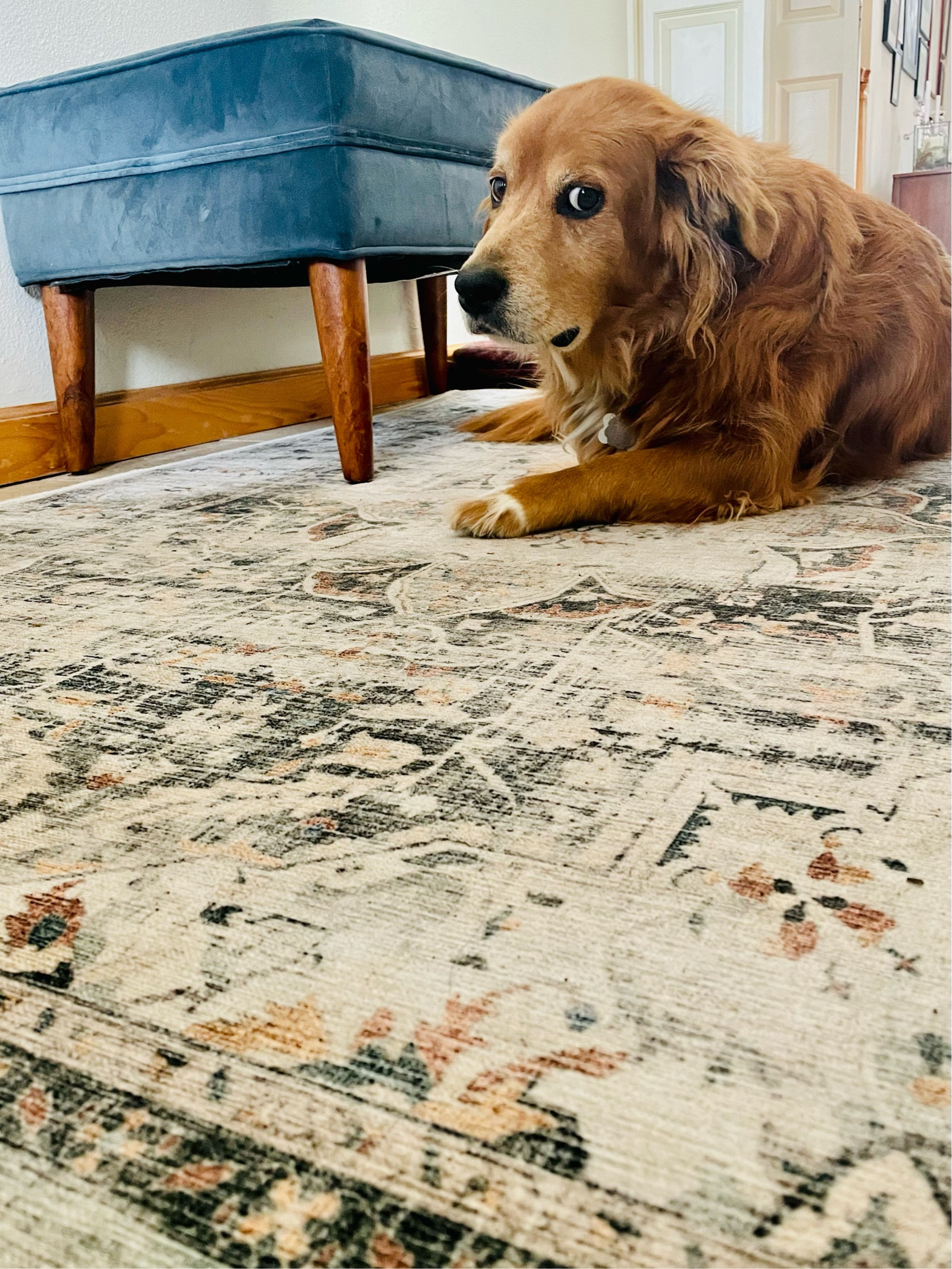 I switched to this pretty washable rug by Ruggable for my front hall. My dog Archie loves it as much as I do! It’s currently 20% off for their end of year sale. Code EOY24.  
It comes in 4 colors - mine is Sage. 

#LTKSaleAlert #LTKHome