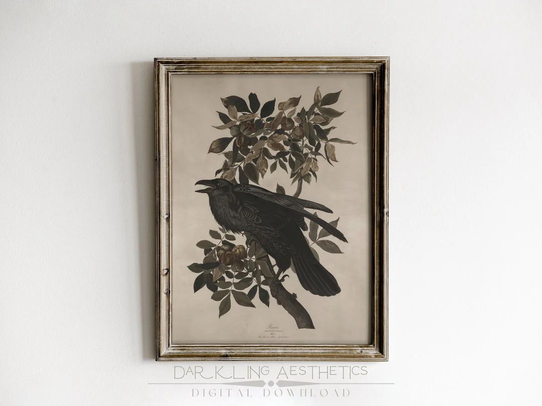 Vintage Raven Study Print  Moody Dark Cottagecore Victorian - Etsy | Etsy (US)