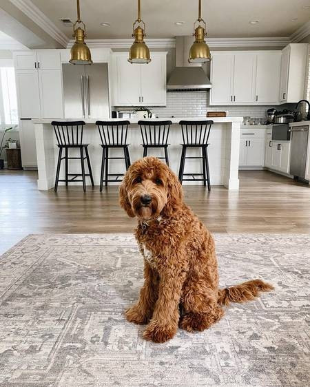 Gray Atrium Medallion Washable Area Rug | Rugs USA