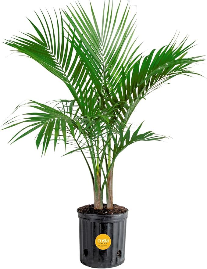 Costa Farms Majesty Palm Live Plant, Indoor and Outdoor Palm Tree, Potted in Plant Pot and Soil, ... | Amazon (US)