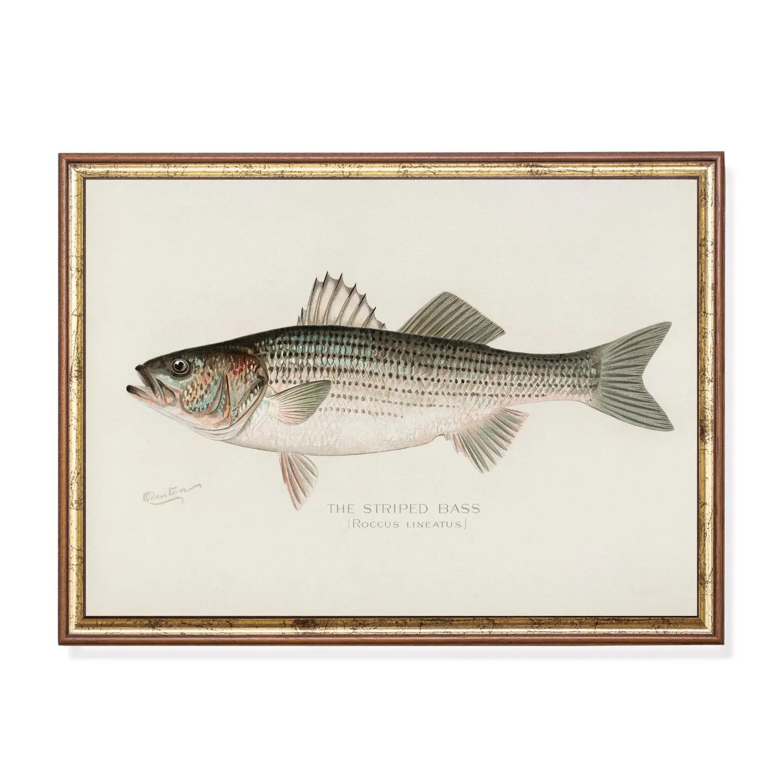 Vintage Striped Bass Fish Print – Antique Coastal Fishing Illustration, Nautical Natural Histor... | Etsy (Global)