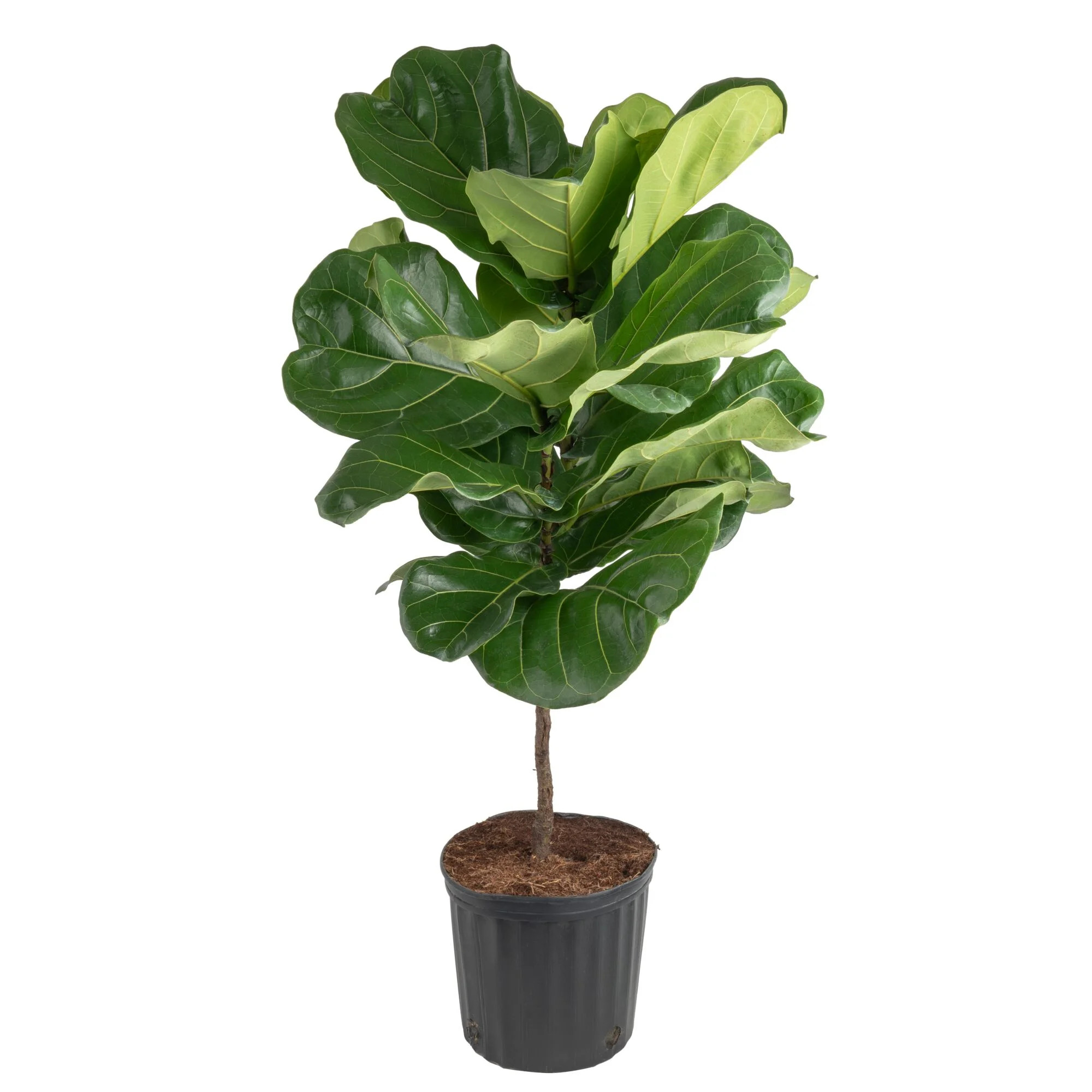 Costa Farms 40-48" Tall Fiddle Leaf Fig, Bright Indirect Sunlight, Indoor Live House Plants,Grow ... | Walmart (US)