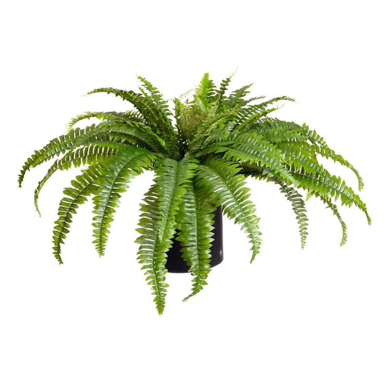 Green Fern in Plastic Pot, 40" | At Home