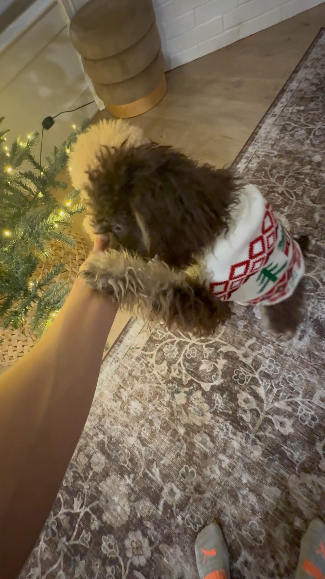 Cozy holiday nights with the perfect washable rug and real touch Christmas tree! 

I’ve had this tree for 3 years and still love it every year! The realistic branches and easy to set up and take down.  

This rug adds warms and moodiness without being too dark! I love a good washable rug! 

#Holidaydecor #christmastree #christmas #christmasdecor #pets #ltkpets

#LTKdayinmylife #LTKHoliday #LTKHome