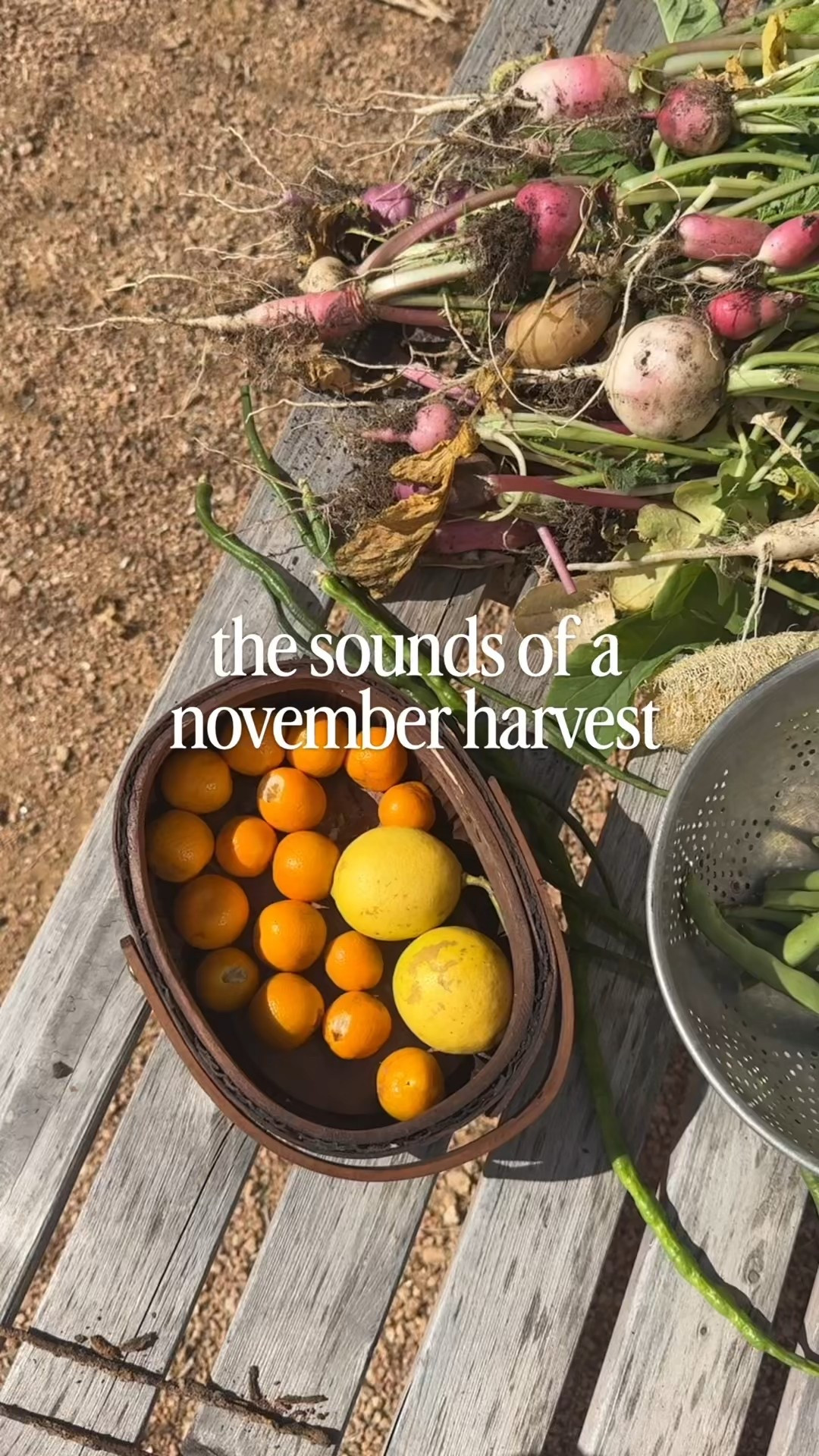 Harvested some delicious things from our fall garden today. Tagging some of my favorite seeds that have great germination and growing rates, as well as some cute baskets for gathering! 

#LTKfoodie #LTKHome #LTKdayinmylife
