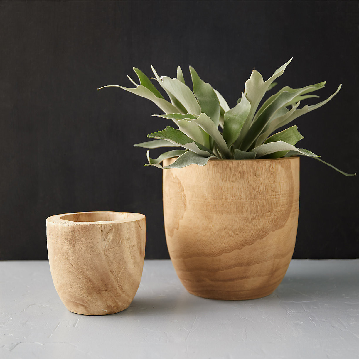 Pawlonia Wood Egg Pot, 7-10" | Terrain