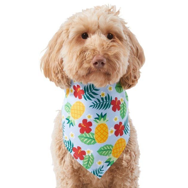 FRISCO Hawaiian Pineapple Dog & Cat Bandana, X-Small/Small - Chewy.com | Chewy.com