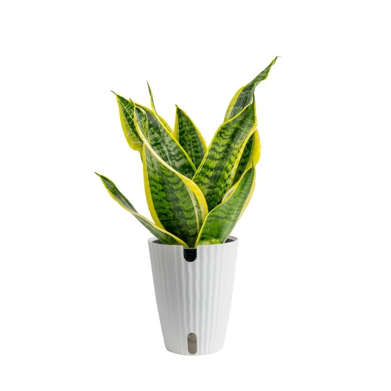 Plants with Benefits by Costa Farms 12" Sansevieria Superba House Plant in 6" Self-Watering Pot | Walmart (US)
