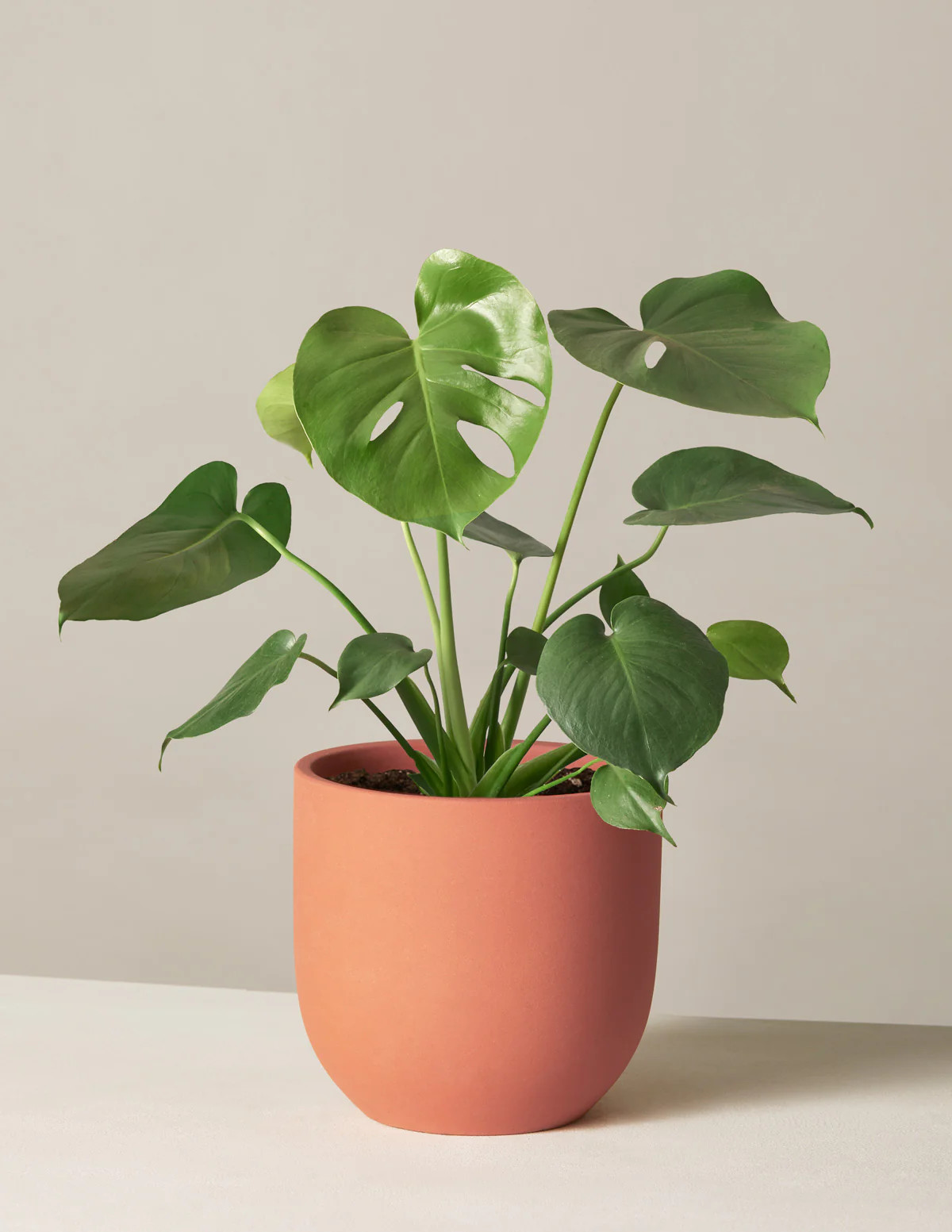Monstera Deliciosa
    $68 | The Sill