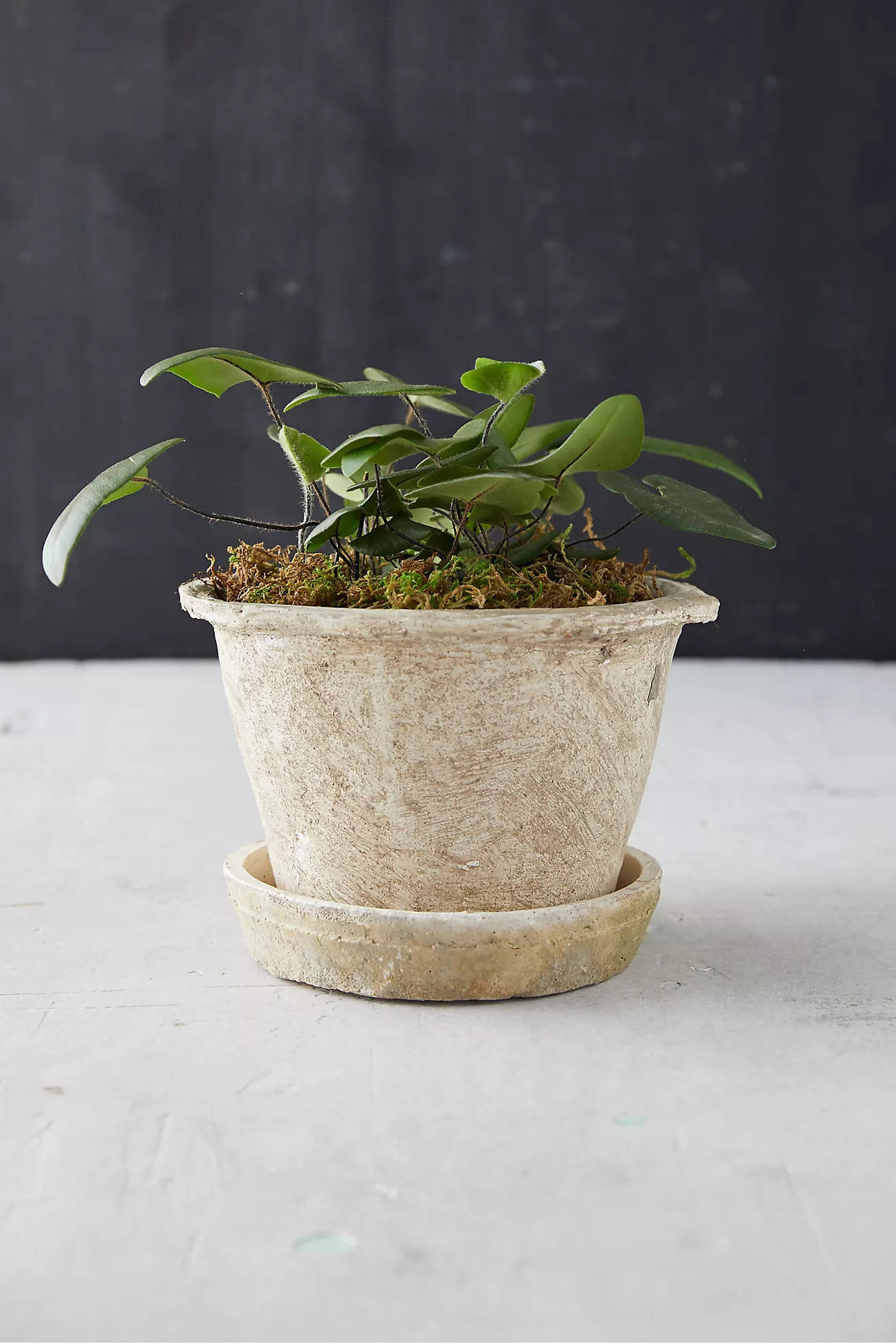 Earth Fired Clay Thin Rim Pot + Saucer Set | Terrain