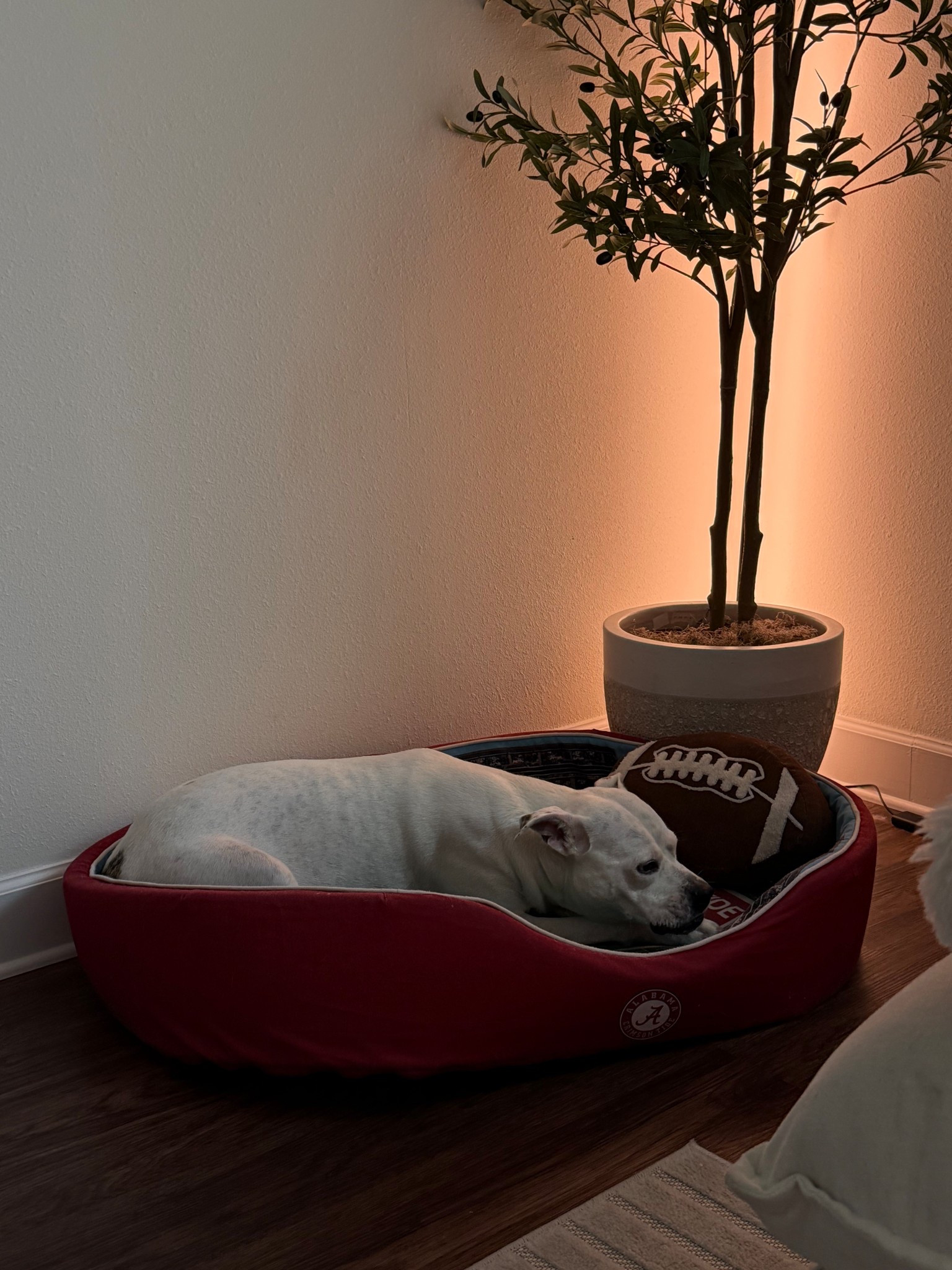 College Football Dog Bed 🦴🏈❤️