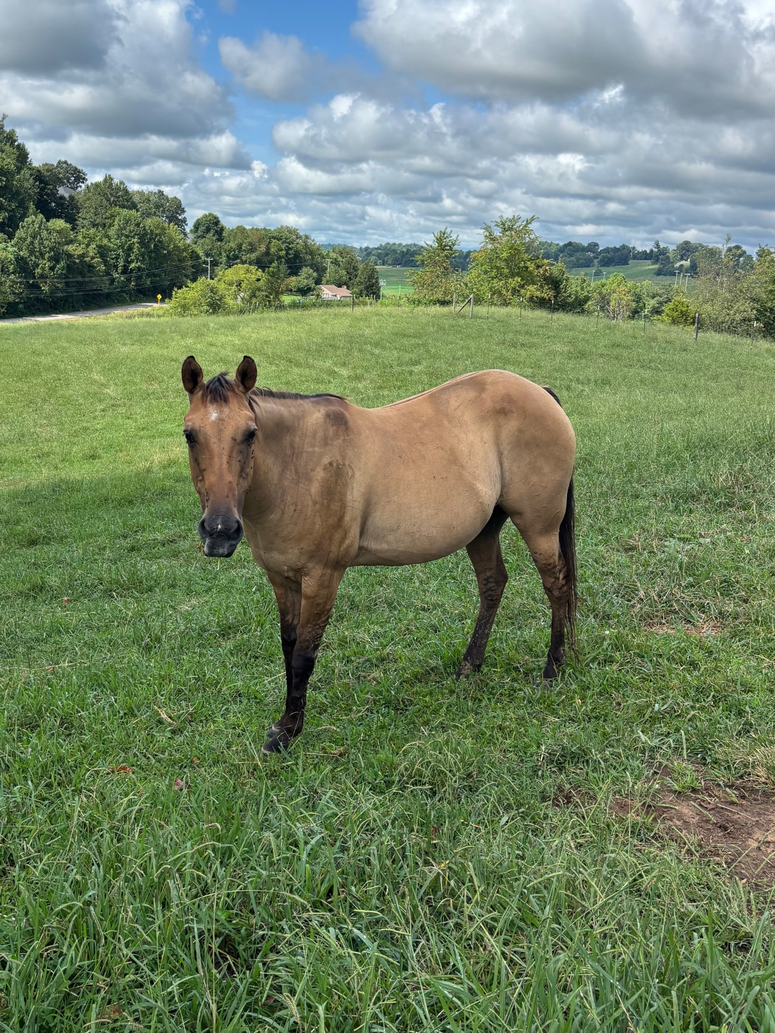 Had to bring scout a snack with Beau! We love having all the animals in our backyard :)