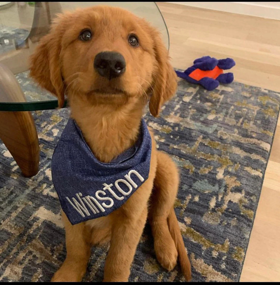 Custom Dog Bandana, New Puppy Bandana, New Dog Gift, Personalized Embroidered Blue Denim Look Cot... | Etsy (US)