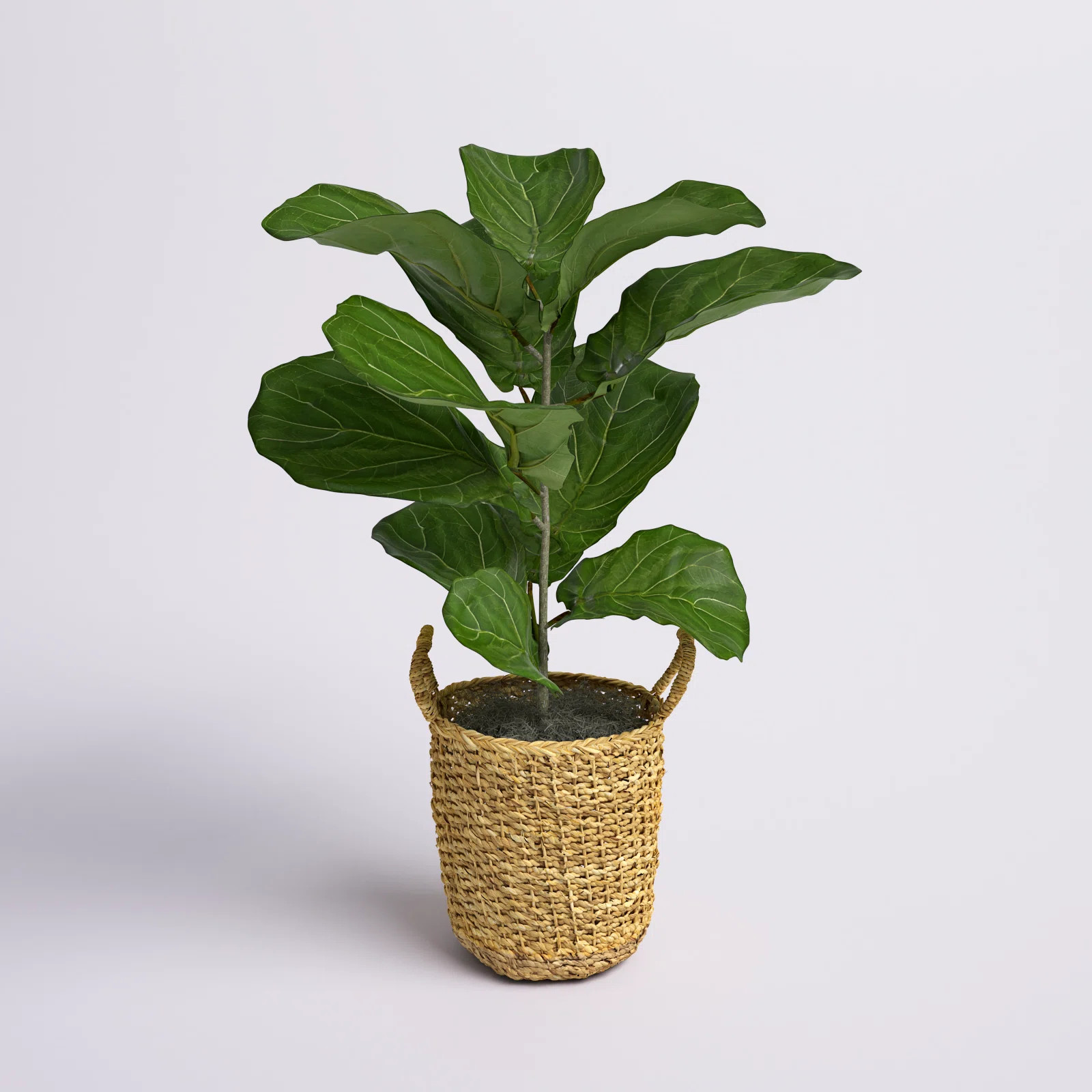 36'' Faux Fiddle Leaf Fig Plant in Wicker/Rattan Basket | Wayfair North America