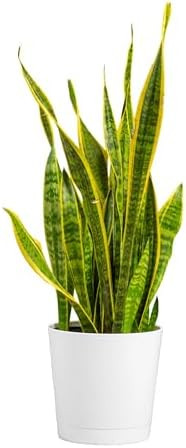 Costa Farms Snake Plant, Mother-in-Law's Tongue Live Plant in Decorative Pot, Large Easy to Maint... | Amazon (US)