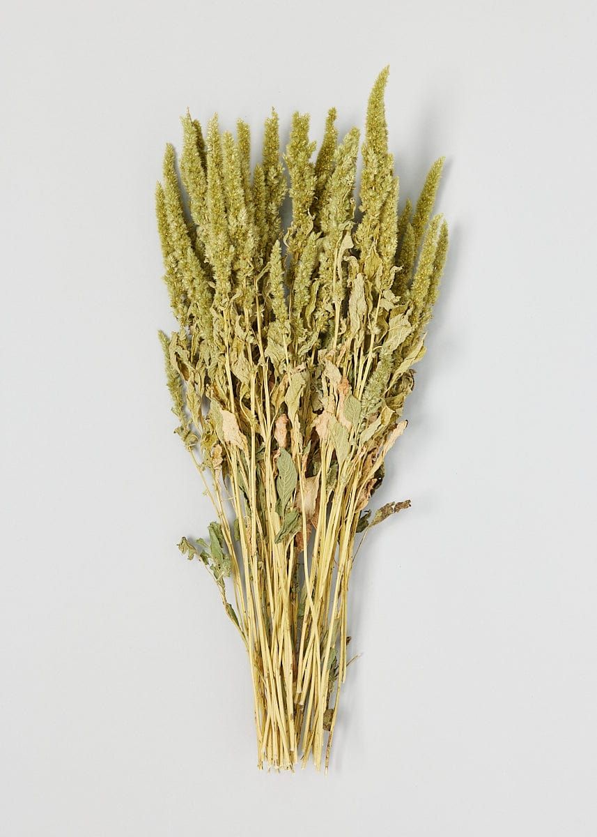 Green Dried Flower Amaranthus Bundle - 19-22" | Afloral