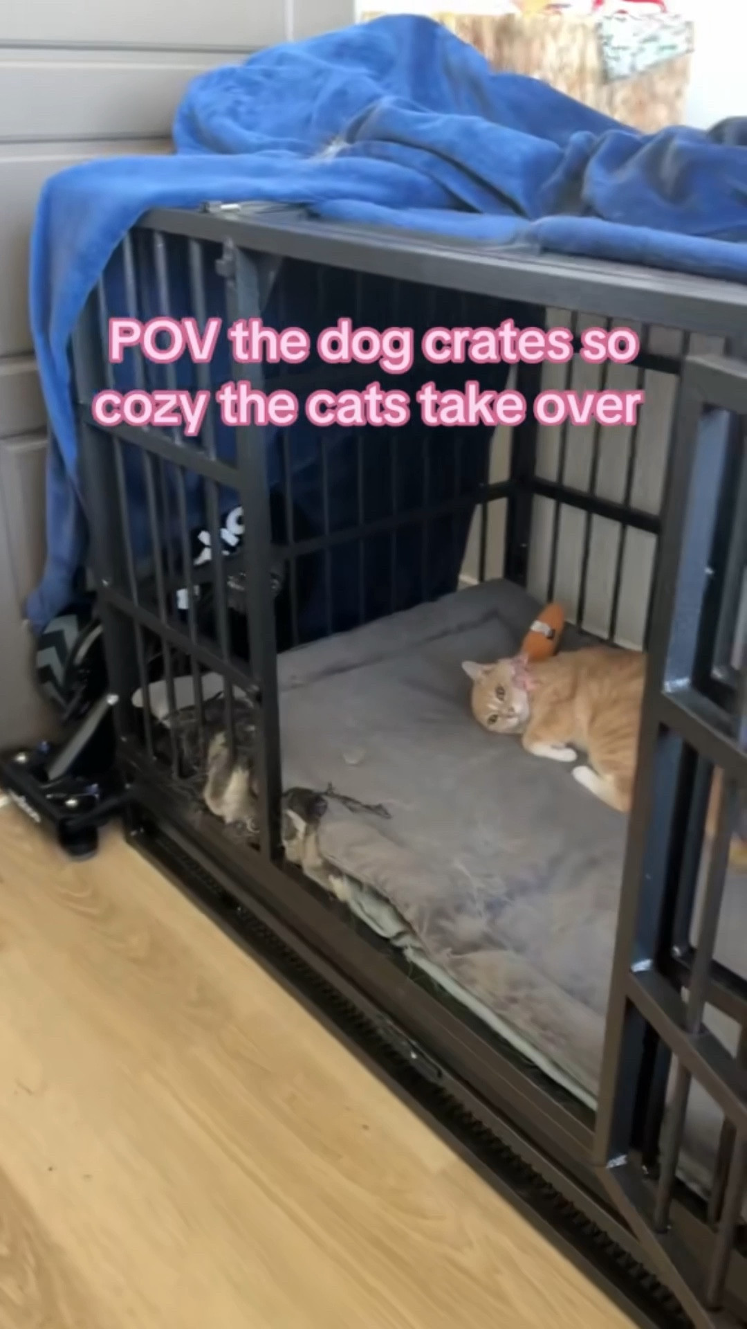 That’s how you know it’s a good crate 

#LTKHome #LTKstorytime #LTKdayinmylife