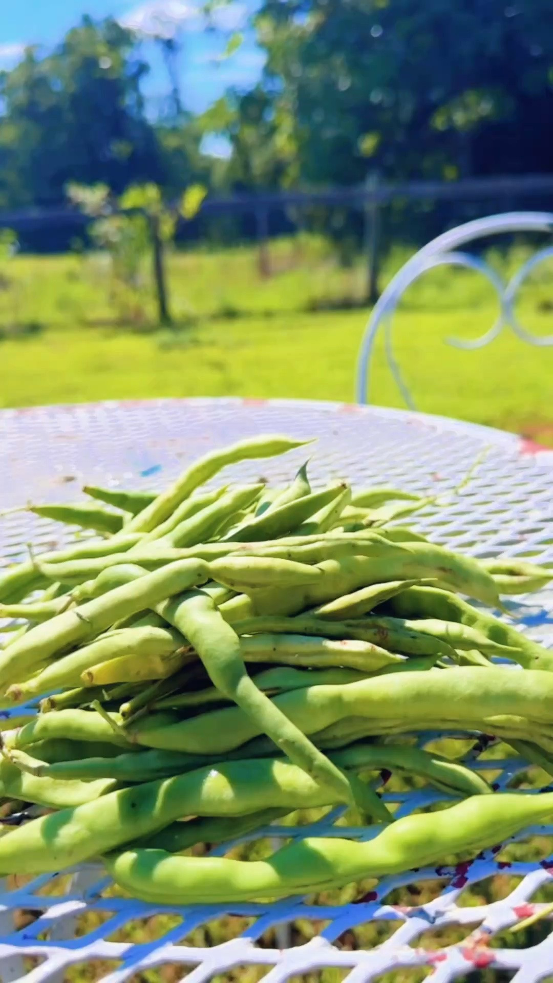 Green beans 🫛 straight from the garden 🪴 for dinner 🍽️- the best!!