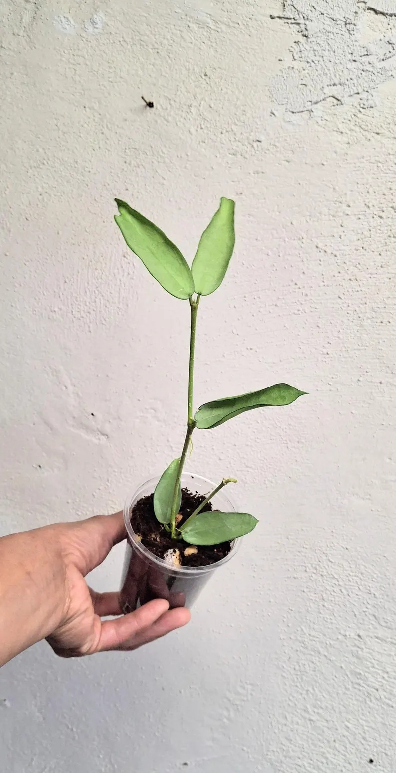 Hoya pandurata Tsiang Silver fully rooted plant, Rare uncommon full silver Hoya pandurata Tsiang ... | Etsy (Global)