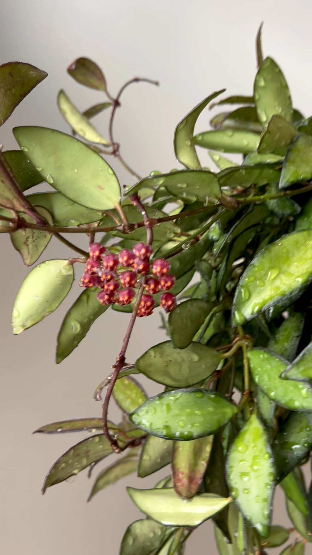 This is the first time that I have bloomed #hoyarosita. The blooms are lovely, especially when contrasted with the leaves with dark margins!

Liz’s personal care experience only…every environment is different:
🪴Name: Hoya Rosita
🪴Light: outside under my west deck. Lots of shade, but also some direct sun. 
🪴Water: when dry
🪴Avg Temp last 30 days: 84F
🪴Relative Humidity last 30 days: 75%
🪴Fussy: not for me
🪴Rate of growth: medium 
🪴Rareness: not commonly found in stores, but in a lot of private collections.
🪴Pot size: 6”
🪴Potting Mix: chunky mix 
🪴Fertilizer: I apply a nutrient-rich fertilizer tailored for Hoyas approximately every other watering when the plant isn’t dormant. It’s packed with essential macro and micronutrients, it’s the best I’ve found for hoyas!🪴
🪴Rooting Method: in my custom coco coir mix in a clear plastic prop box on top of a heat mat, under a strong grow light. 
🪴Time In My Care: 4 years 
🌸Age until 1st bloom: 4 years 
🪴Would Liz recommend this one: yes

#ilovehoyas #hoyacollector #hoyahead #hoyaappreciation #hoyacollection #plantsmakemehappy #ihavethisthingwithplants #hoya #easilydistractedbyplants

#LTKFindsUnder100 #LTKFindsUnder50 #LTKHome