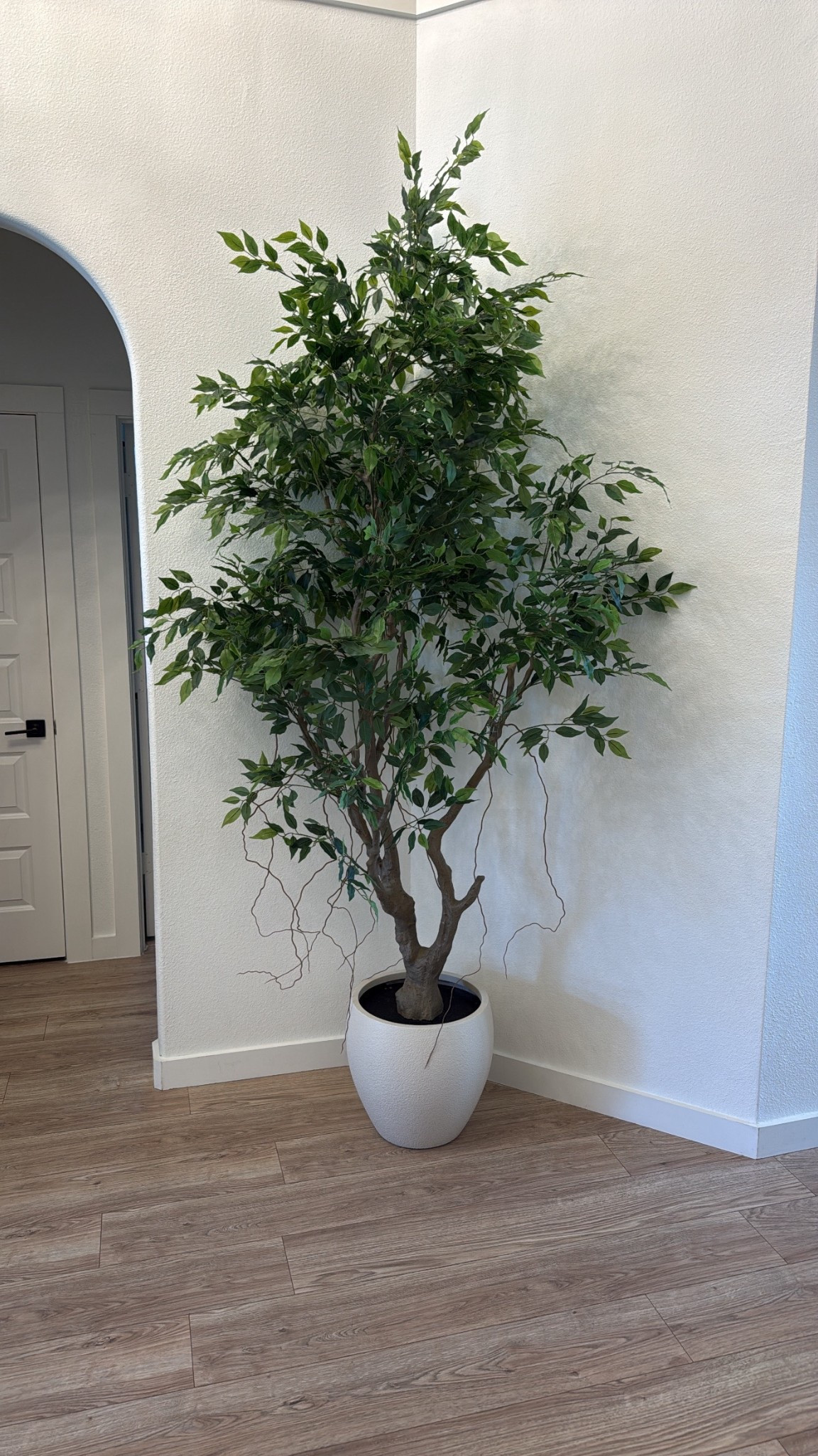 8ft ficus tree from Wayfair! 

#LTKHome