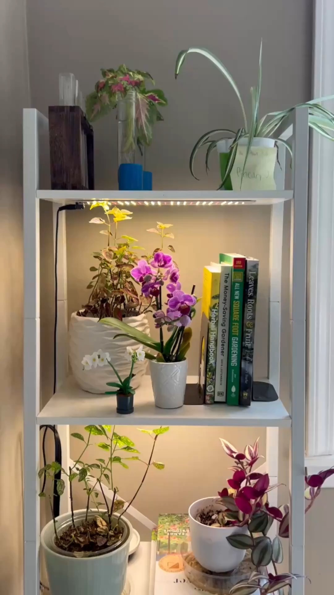 This is my favorite indoor corner of the house. It holds cuttings from my garden, books, knick-knacks, and indoor plants. It’s a lovely living space that is especially nice during the colder months. 

Now that summer is starting to wind down, I’ll be sprucing it up, potting up cuttings, rearranging, and trying new pots and plant finds. Stay tuned to see how it progresses, and shop your favorite items below.

#LTKHome #LTKFindsUnder50 #LTKSeasonal