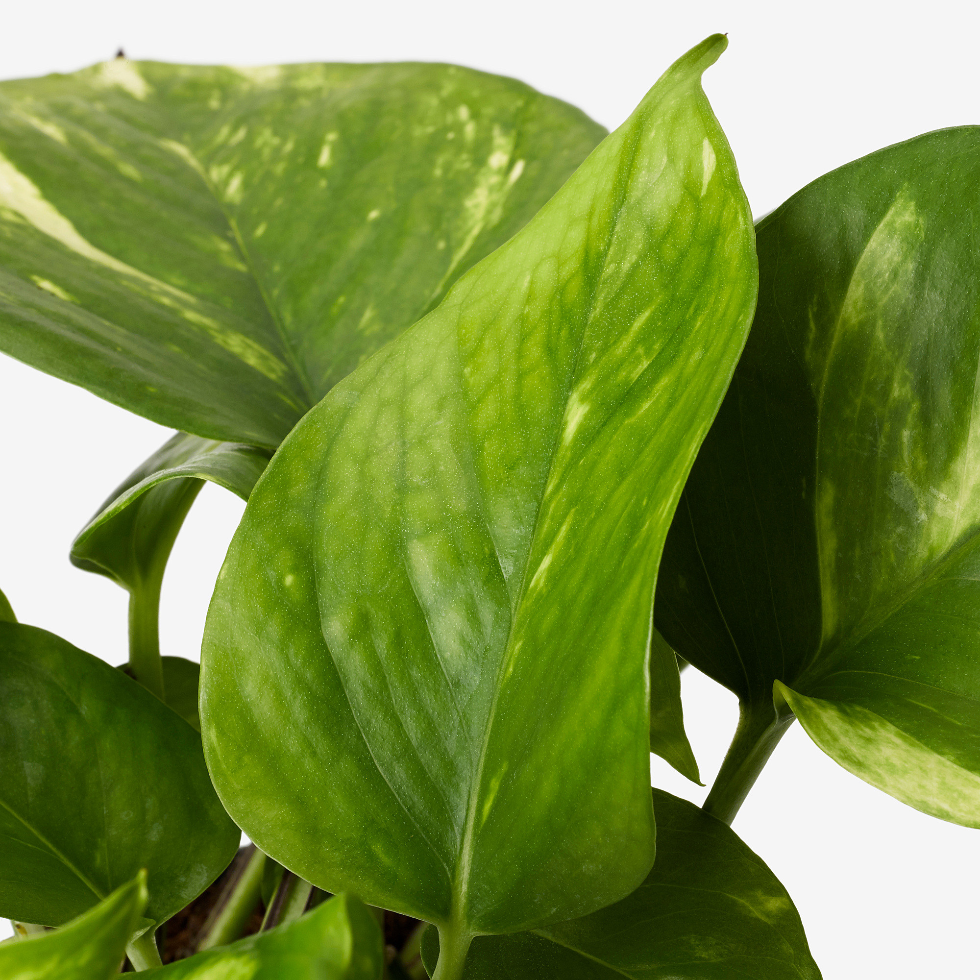 Hanging plant, assorted species plants Golden Pothos, 8 " | IKEA US