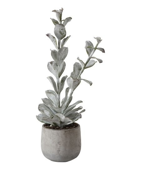 Succulent & Cement Planter Arrangement | Zulily