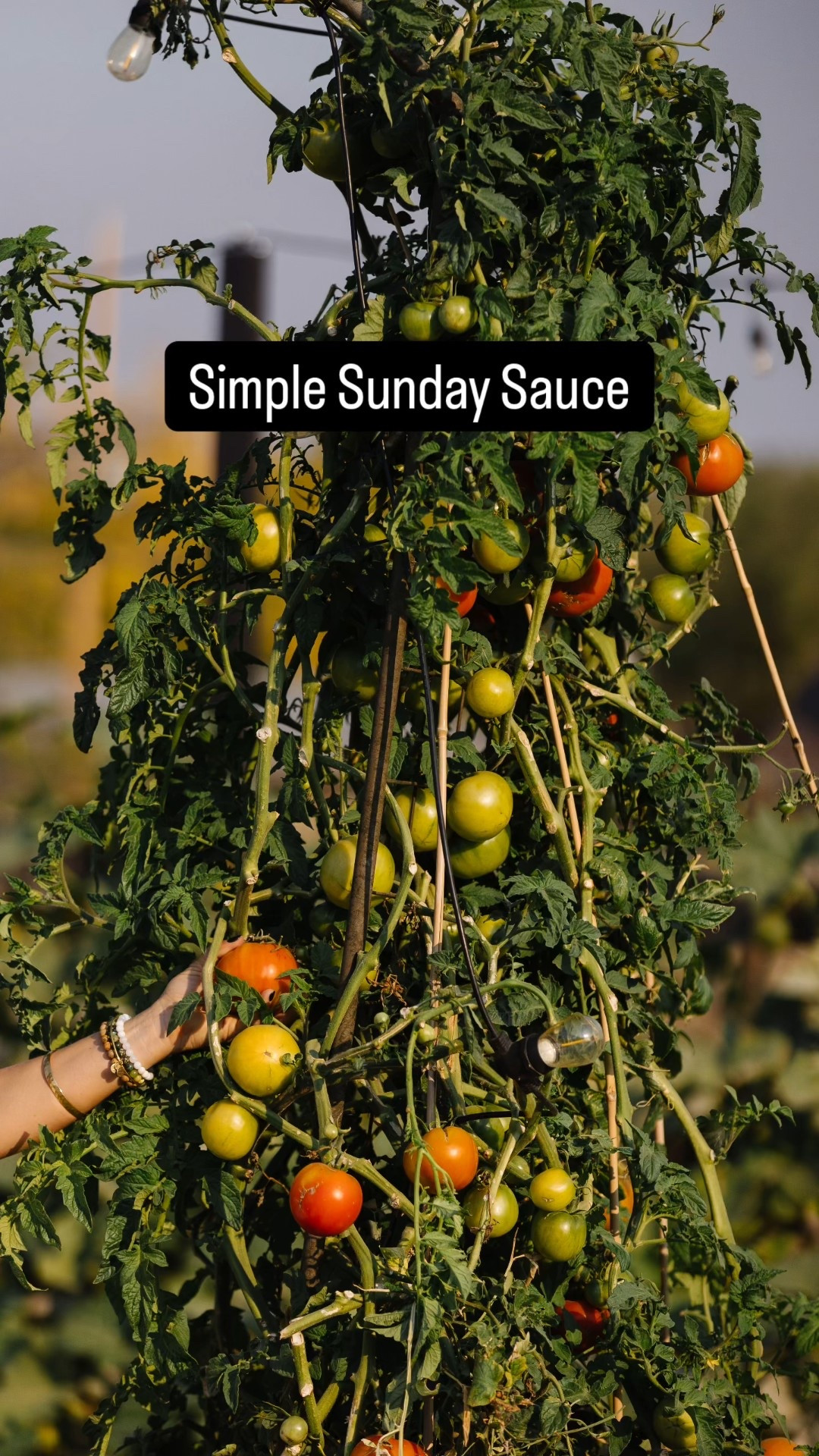 Making a simple roasted red sauce is my favorite easy Sunday routine.

Grab a panful of ripe tomatoes from your garden or the market, toss with herbs, olive oil, garlic and seasonings far and roast for about 30 minutes at 424. Blend when cooled and add a little bit of Parmesan and cream if you like!

I really love this roasting pan and silicon mat for easy cleanup.

Dinner recipes | Pasta Sauce | Cozy



#LTKFindsUnder50 #LTKHome