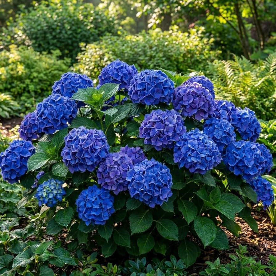 Dark Blue Hydrangea Live Plants for Growing \u2013 Dark Blue Mophead Hydrangea Bush \u2013 Hardy ... | Amazon (US)