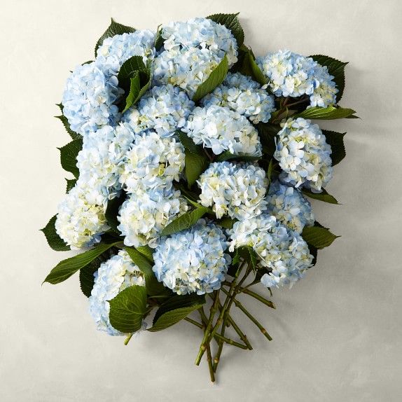 Fresh Hydrangea Bunches, 18 Stems | Williams-Sonoma