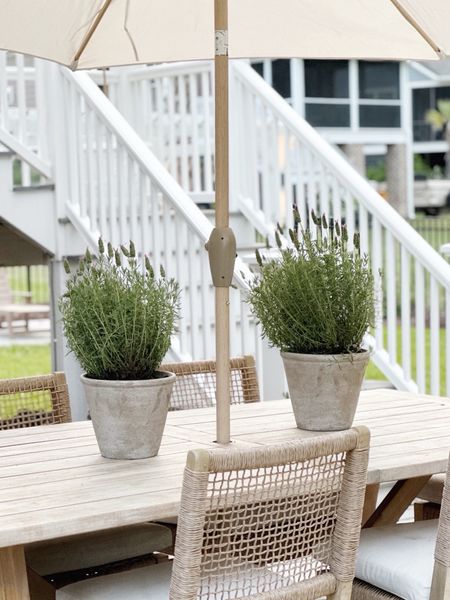 I have several of these aged terracotta pots around the house! They’re a great price and look high end! 

Walmart planters pots coastal home decor porch patio 



#LTKHome #LTKStyleTip