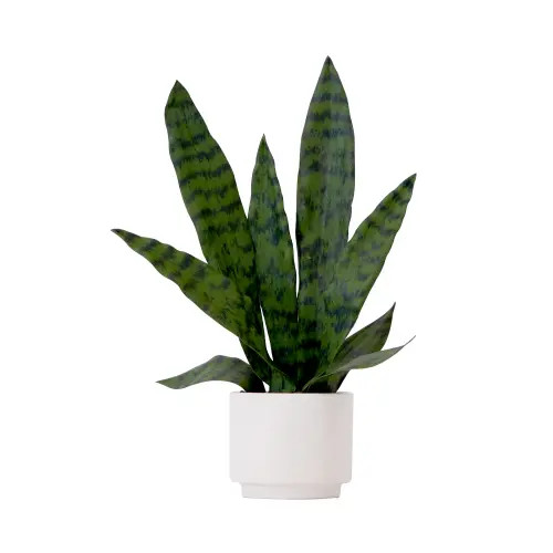 NEARLY NATURAL 16-in Artificial Sansevieria Snake Plant with Decorative Planter in Green at Nordstrom | Nordstrom