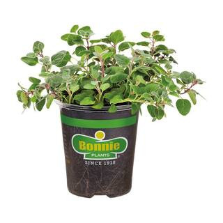 19 oz. Greek Oregano Herb Plant | The Home Depot