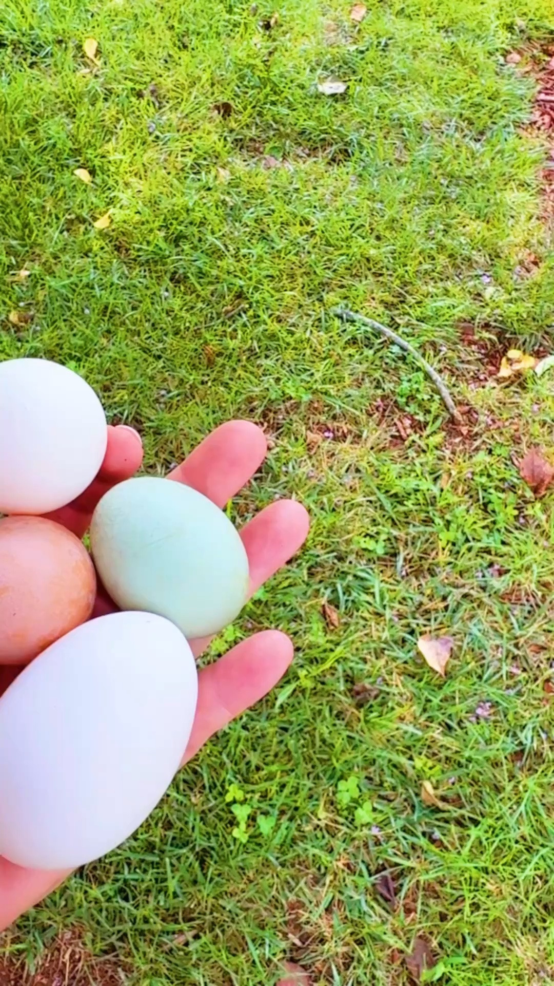 And eek!!! Went out to collect 🧺 some eggs 🥚 from our ladies 🐓 and LOOK 👀- we officially have our first GREEN 💚 egg 🪺- I was so excited 🤭 I squealed!!! 😍 My rainbow 🌈 egg carton is coming along y’all!!!! 🤗