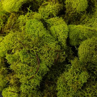 Ashland® Reindeer Moss | Moss | Michaels | Michaels Stores