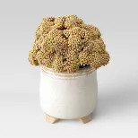 11" x 9.5" Artificial Trachelium Arrangement in Ceramic Pot - Threshold™ | Target