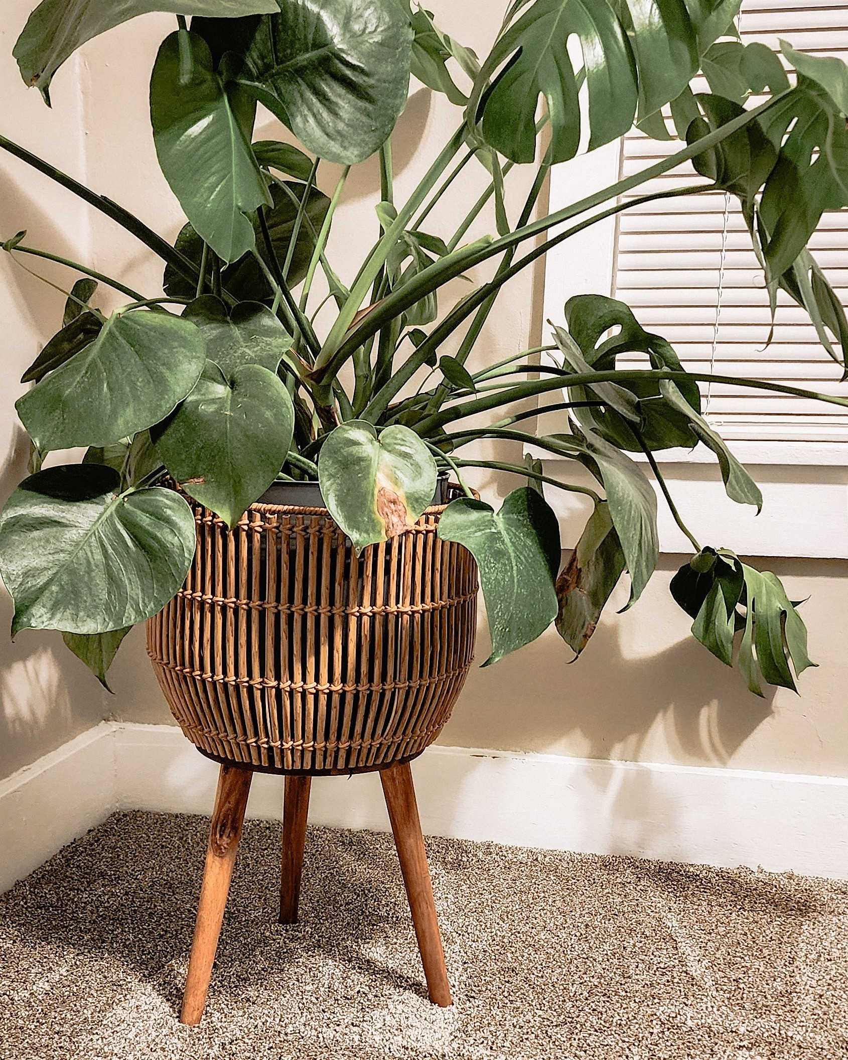 Still obsessed with this plant stand I grabbed last year. I can’t believe it’s still in stock! It keeps my monstera looking luxe and out of reach from little paws.

#LTKSeasonal #LTKFindsUnder50 #LTKHome
