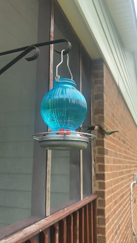In love with my hummingbird feeder😍 #hummingbirdfeeder #outdoors #homestead #hummingbirds

#LTKvlog #LTKHome