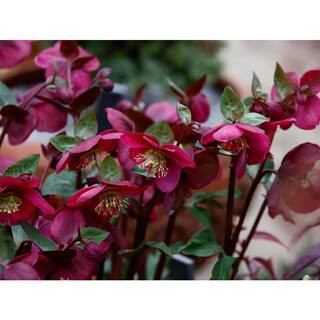 FROSTKISS 1 gal. Anna's Red Hellebore Live Flowering Shade Perennial Plant with Deep Red Flowers ... | The Home Depot