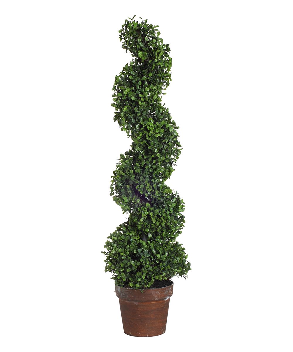 Potted Spiral Boxwood Topiary | Zulily